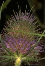Dipsacus fullonum (Cultivated)   (click for a larger preview)