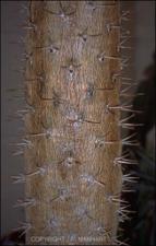 Pachypodium sp. (Cultivated)   (click for a larger preview)