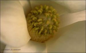 Magnolia grandiflora (Cultivated) 5   (click for a larger preview)