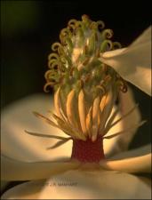 Magnolia grandiflora (Cultivated) 6   (click for a larger preview)