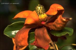 Magnolia grandiflora (Cultivated) 7   (click for a larger preview)