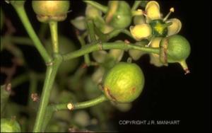 Euonymus sp. (Cultivated) 3   (click for a larger preview)
