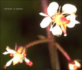 Saxifraga odontoloma (Native) 2   (click for a larger preview)