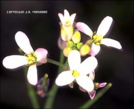 Arabis petiolaris (Native) 4   (click for a larger preview)