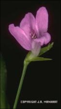 Justicia ovata var. lanceolata (Native)   (click for a larger preview)