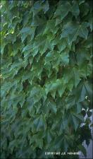 Parthenocissus tricuspidata (Cultivated)   (click for a larger preview)