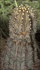 Astrophytum capricorne (Cultivated)   (click for a larger preview)