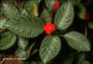 Episcia cupreata (Cultivated)   (click for a larger preview)