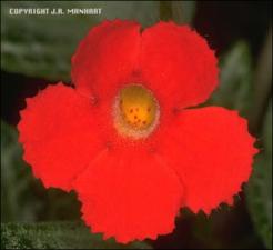Episcia cupreata (Cultivated) 2   (click for a larger preview)