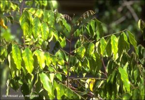 Averrhoa carambola (Cultivated)   (click for a larger preview)