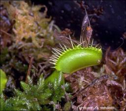 Dionaea muscipula (Cultivated) 3   (click for a larger preview)