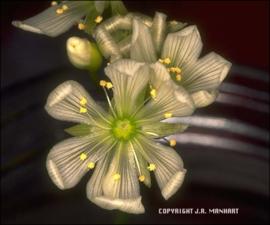 Dionaea muscipula (Cultivated) 4   (click for a larger preview)