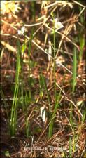Sagittaria papillosa or lancifolia (Native)   (click for a larger preview)