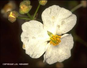 Sagittaria papillosa or lancifolia (Native) 3   (click for a larger preview)