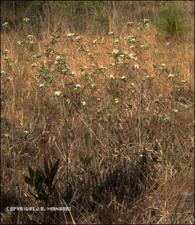 Pyrus arbutifolia (Native)   (click for a larger preview)