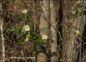 Pyrus arbutifolia (Native) 2   (click for a larger preview)