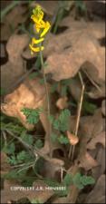 Corydalis micrantha (native)   (click for a larger preview)