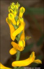 Corydalis micrantha (native) 2   (click for a larger preview)