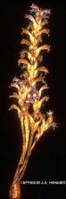 Orobanche ramosa (Introduced) 2   (click for a larger preview)