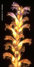 Orobanche ramosa (Introduced) 4   (click for a larger preview)