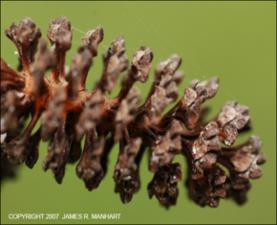 Alnus serrulata (Native )   (click for a larger preview)
