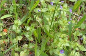 Anagallis arvensis (Native)   (click for a larger preview)