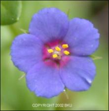 Anagallis arvensis subsp. caerulea (Native) 2   (click for a larger preview)