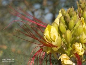 Caesalpinia gilliesii (Native) 3   (click for a larger preview)