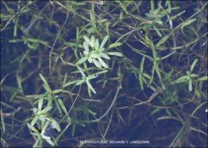 Callitriche brutia var. hamulata   (click for a larger preview)