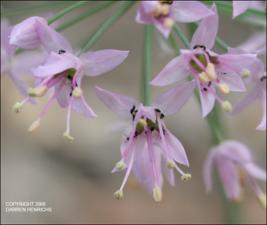 Allium stellatum (Native)   (click for a larger preview)