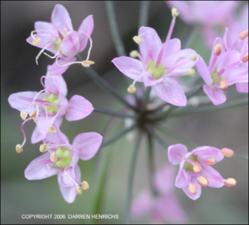 Allium stellatum (Native) 2   (click for a larger preview)