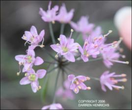 Allium stellatum (Native) 3   (click for a larger preview)
