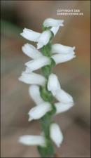 Spiranthes cernua (Native) 12   (click for a larger preview)
