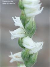 Spiranthes parksii (Native) 12   (click for a larger preview)