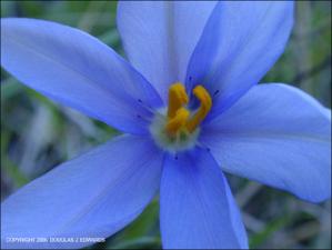 Nemastylis geminiflora (Native) 3   (click for a larger preview)