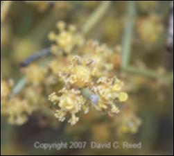 Ephedra torreyana (Native)   (click for a larger preview)