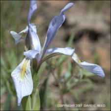 Iris missouriensis (Native)   (click for a larger preview)