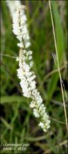 Polygala alba (Native) 2   (click for a larger preview)