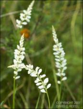 Polygala alba (Native) 3   (click for a larger preview)