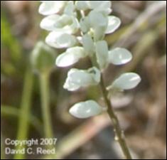 Polygala alba (Native) 4   (click for a larger preview)