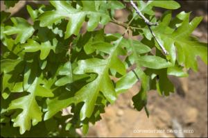 Quercus gambellii (Native)   (click for a larger preview)