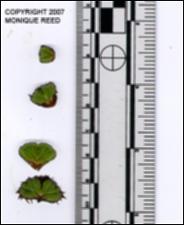 Ricciocarpus natans (Native)   (click for a larger preview)