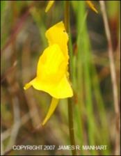 Utricularia cornuta (Native) 15   (click for a larger preview)