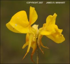 Utricularia cornuta (Native) 16   (click for a larger preview)