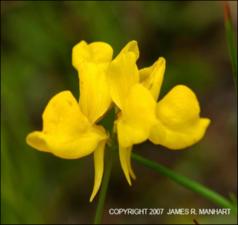 Utricularia cornuta (Native) 17   (click for a larger preview)