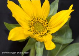 Wyethia x magna (Native)   (click for a larger preview)