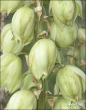 Yucca baccata (Native)   (click for a larger preview)