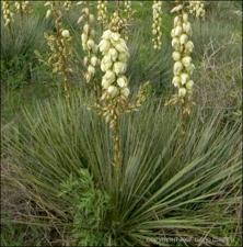 Yucca baccata (Native) 3   (click for a larger preview)
