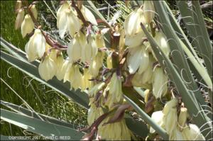 Yucca baccata (Native) 4   (click for a larger preview)