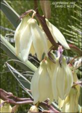 Yucca baccata (Native) 5   (click for a larger preview)